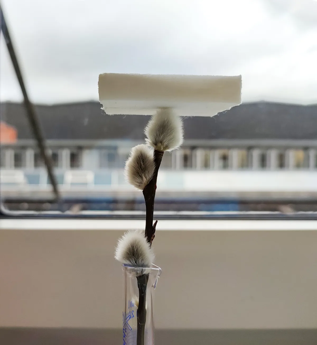 Ein Gel-Block auf einer Pflanze.